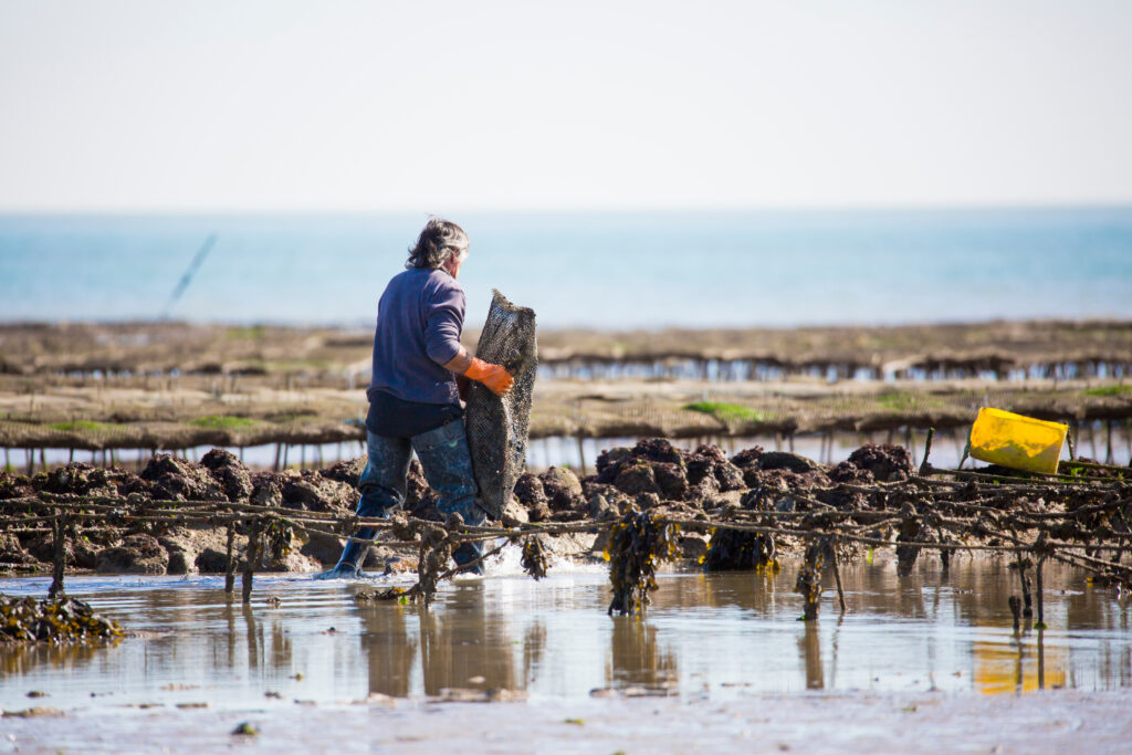 Deguster des huîtres sur la Presqu'île de Rhuys