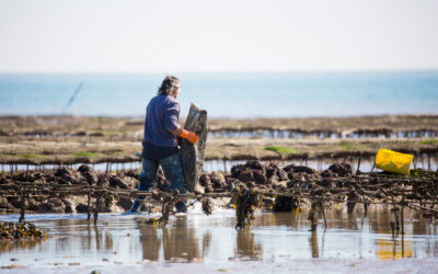 Deguster des huîtres sur la Presqu'île de Rhuys